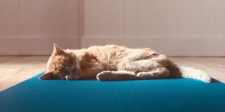 orange tabby cat lying on blue bed